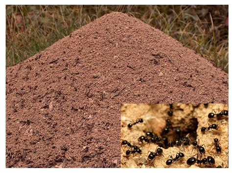 Fourmiculture crée des fourmilières artificielles innovantes pour réussir l'élevage de fourmis et l'observation des fourmis. Fourmiliere Interieure - Fourmilière L'AntKube Anthill avec réservoir intérieur ... - Découvrez ...