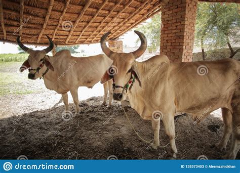 White Bulls With Big Horns Standing In A Farm Editorial Stock Photo