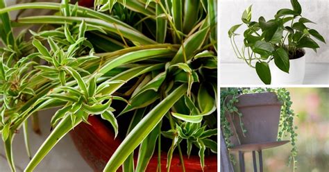 18 Spider Plants In Hanging Baskets Colinatristan