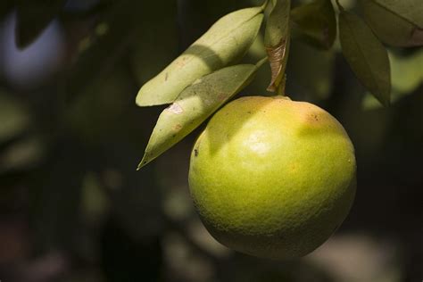 Search For Citrus Greening Cure Starts In Tiny Lake Alfred Wgcu News