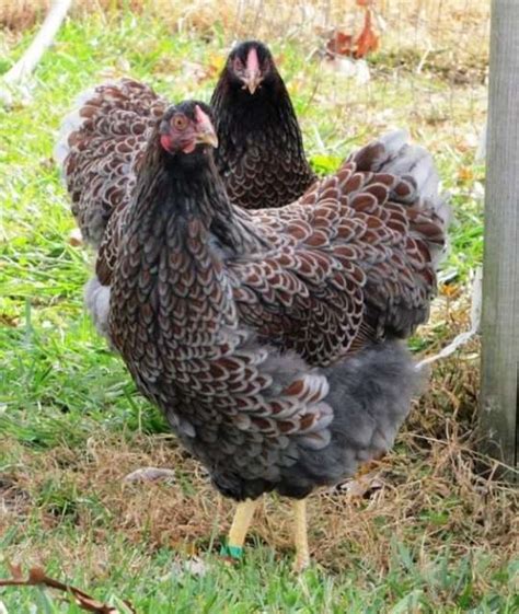 Blue Laced Red Wyandotte Chickens Everything You Need To Know
