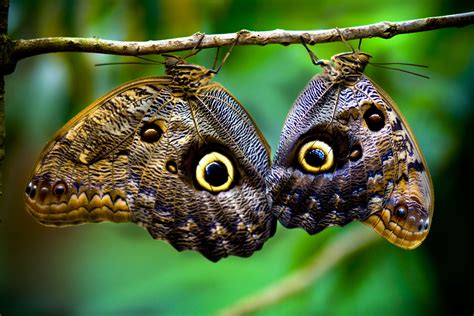 Filebutterflies Costa Rica Wikimedia Commons