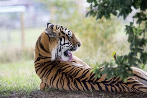 Free Images Animal Cute Wildlife Wild Zoo Fauna Striped Tiger Vertebrate Lick Big