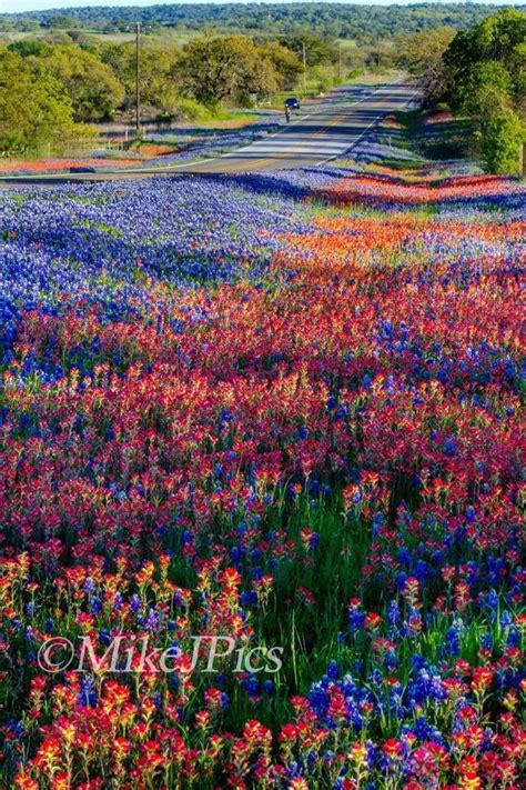 Pin By Karen Nelsen On Blue Wild Flowers Beautiful Landscapes Nature
