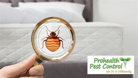What Are The Early Signs Of Bed Bugs In Your Home Prohealth