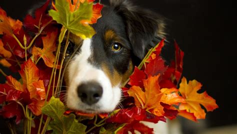 During fall, the weather cools. Top 5 Thanksgiving Tips For Dog And Cat Owners - Dogtime