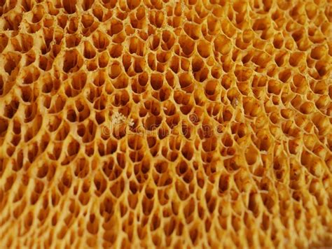 Yellow Cells Of Fungal Spores Stock Photo Image Of Cells Forest