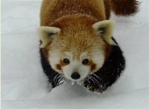 95 Best Images About Red Pandas On Pinterest Twin Zoos