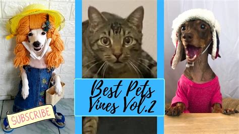 New Best Pets Vines Vol2funny Catanddog Compilation 2020 Youtube
