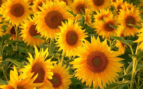 Sunflower Wallpapers 74 Background Pictures