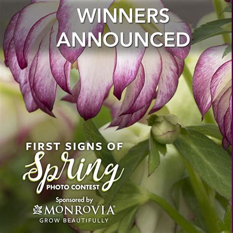 First Signs Of Spring 2020 Photo Contest Winners Finegardening