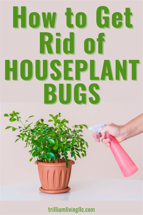 How To Get Rid Of Gnats In House Plants Artofit
