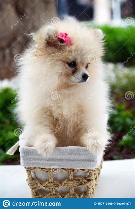 Cute Fluffy Pomeranian Spitz Puppy Sitting In A Basket On