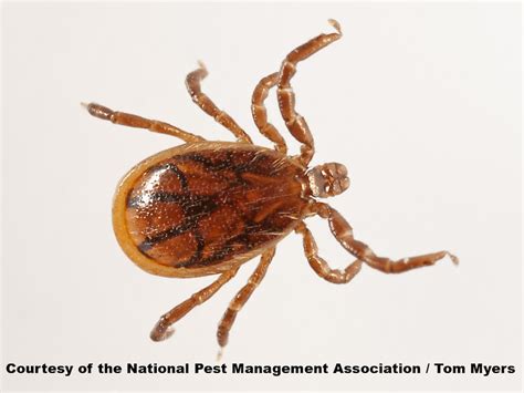 Blacklegged Deer Ticks Removal And Control Of Deer Ticks