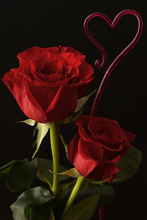 Heart Love Rose Flower Images Free Download Love Spells Flower Images