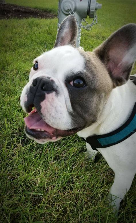 American bulldogs can have any colour of eye as per the ukc standard although a dark eye is preferred, however the eyes must match in colour. Frenchie blue white pie eye Gizmo | Pets, White pie ...