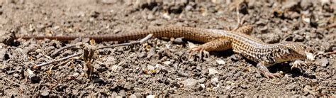 11 Types Of Lizards Found In Oregon Id Guide Bird Watching Hq