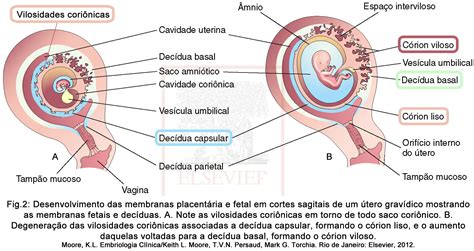 O Desenvolvimento Da Placenta órgão Importante No Desenvolvimento De Mamíferos