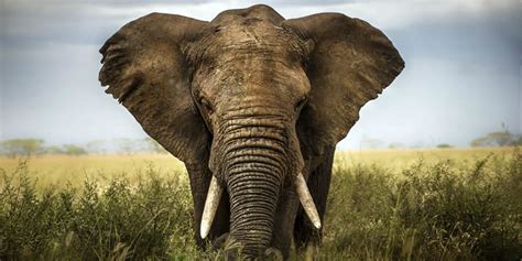 Fascinating Facts About Elephants Greentumble