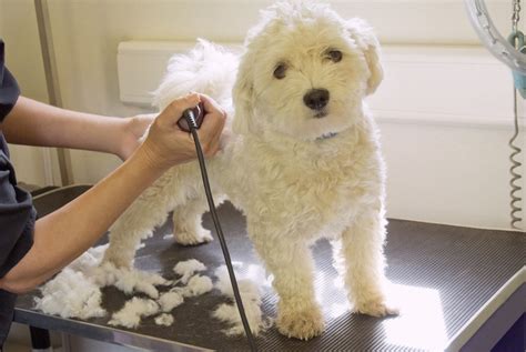 Using this software, groomers can manage their appointments, generate invoices, accept payments, set reminders, and generate reports, among others. Mobile Pet Grooming Business