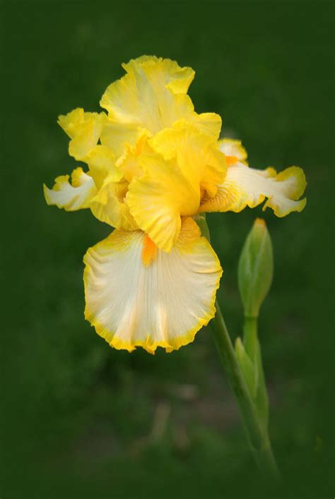 Yellow Iris Flower Photograph By Nathan Abbott Fine Art America