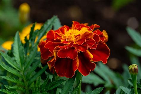 Full fledged pdf document for one word substitutions in english language. The Benefits of Having a Marigold Plant at Home | Pansy Maiden