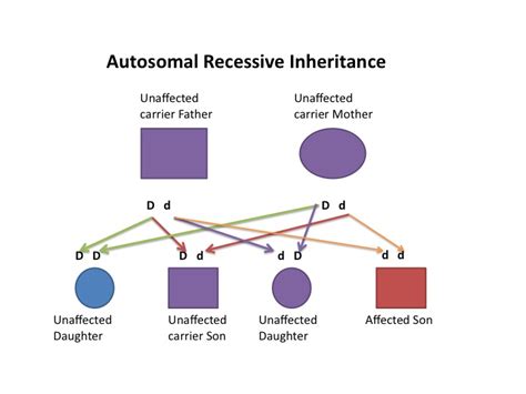 Fileautosomal Recessive Inheritance Diagram Embryology