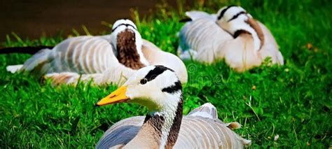 Two Ducks Sitting In The Grass Stock Photo Image Of Color Animal