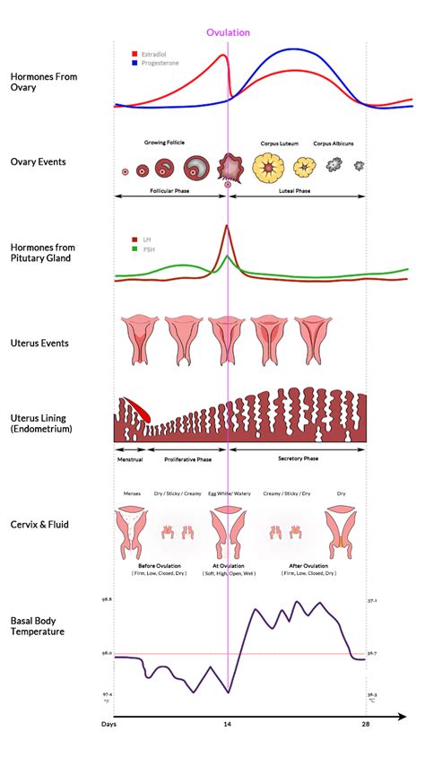 Decode Your Menstrual Cycle And Understand Ovulation