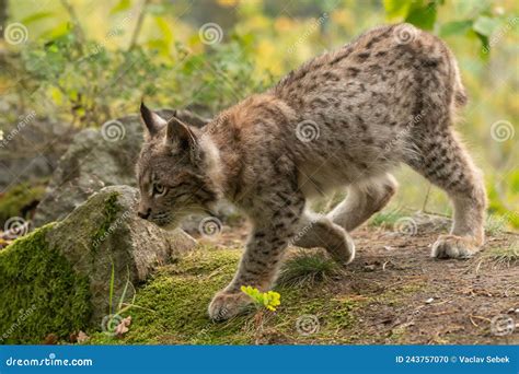 Lynx In Green Forest With Tree Trunk Wildlife Scene From Nature