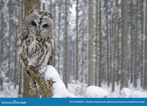 Tawny Owl Snow Covered In Snowfall During Winter Snowy Forest In