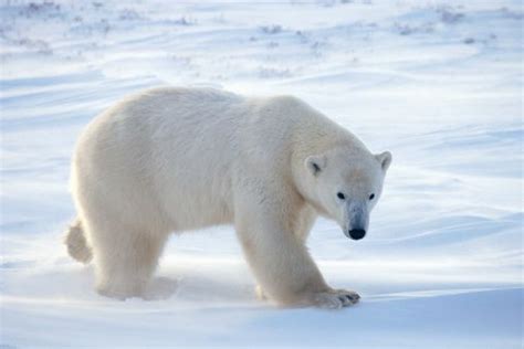 Polar Polar Bear Polar Polar Bear Facts