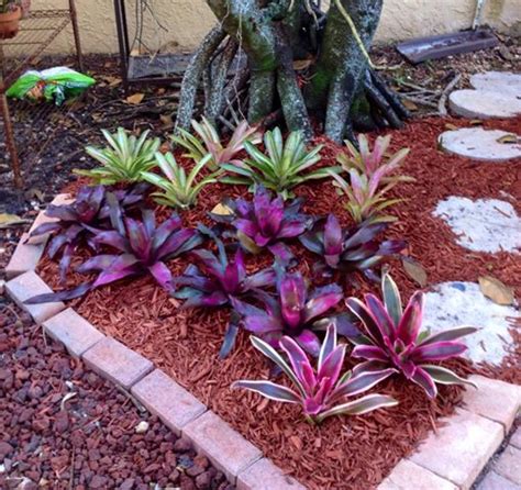 Bromeliad Garden Bed Bromeliad Plant Care