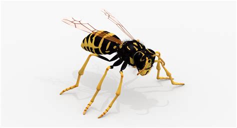 Realistic Wasp 3d Model