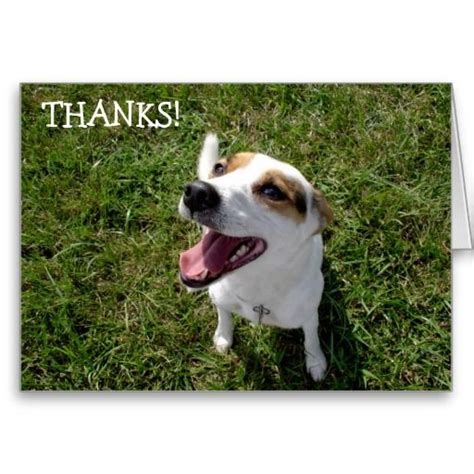 Happy Dog Thank You Card This Site Is Will Advise You Where To