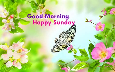 412 Happy Sunday Images Quotes Good Morning Greetings