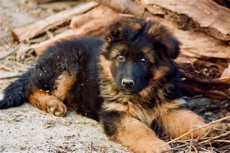 Is The German Shepherd Golden Retriever Mix Right For You K9 Web