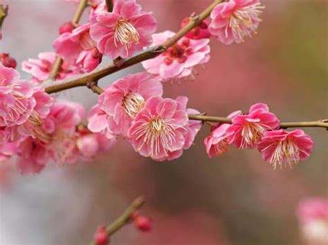Top 12 Flowers In Chinese Culture And Their Meanings Flower Glossary