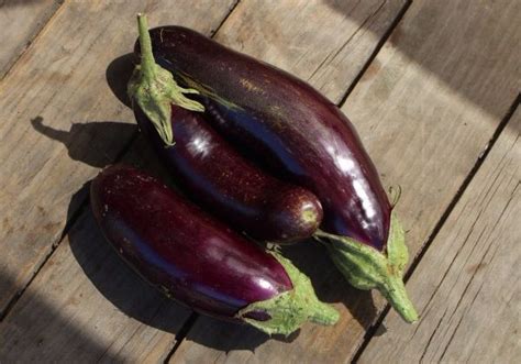 Eggplant Early Long Purple