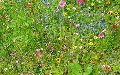 Convert A Lawn To A Wildflower Meadow This Takes Patience But It Can Be