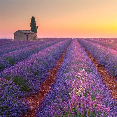 Lavender Field Plateau De Valensole Provence France By
