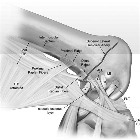 Schematic Representation Of The Distal Femur Of A Right Knee