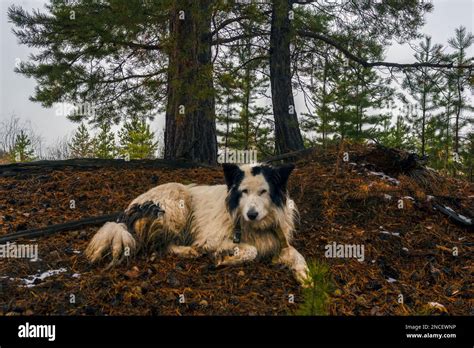A White Dog Of The Yakut Laika Breed Lies Resting Under A Tree In