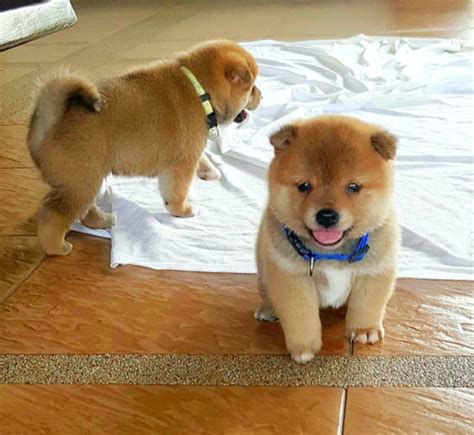Pin By Vic Hsieh On Cute Cute Animals Animals Shiba Inu Puppy