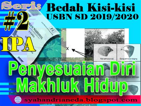 Ayam mempunyai alat beladiri untuk melukai musuhnya yang 20. Cara Membedah Kisi-kisi USBN SD 2019/2020 Tentang Penyesuaian Diri Makhluk Hidup | Catatan ...