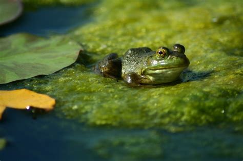 Ensure you have selected a space away from existing larger trees to avoid contamination from leaves falling in the pond as well as to avoid hitting roots. 20 Magical Ways To Make Your Garden A Wildlife Paradise