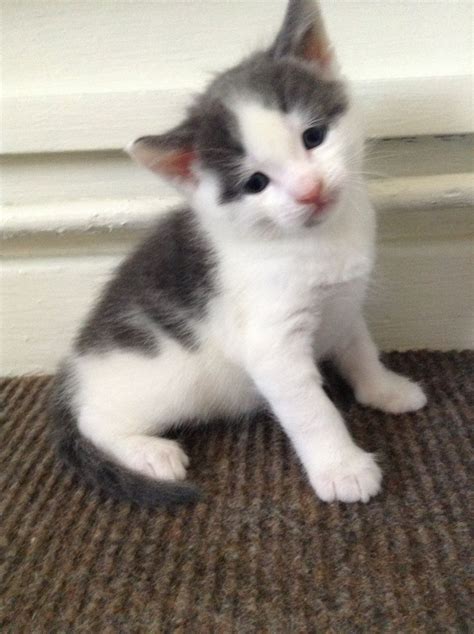 Gorgeous Tom Kitten Grey And White Ready To Go St