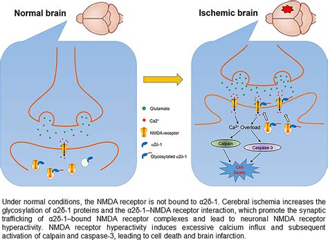 Focal Cerebral Ischemia And Reperfusion Induce Brain Injury Through α2δ