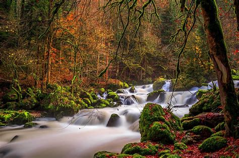 Hd Wallpaper Autumn Forest Trees Branches River Stones Moss