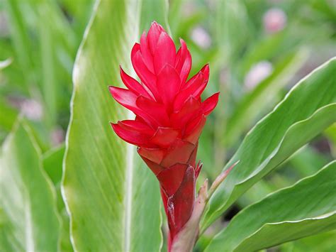 Even though many times the flowers aren't truly blue, they are so beautiful you may have a tendency to forgive whoever bestowed the name on the plant. Red Ginger